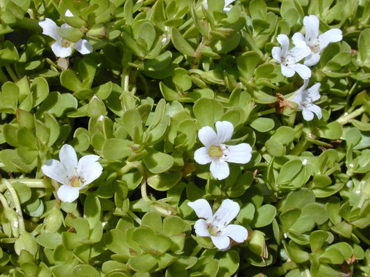 pianta di Bacopa Monnieri