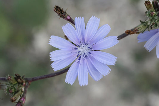 Fiore di Bach utilizzato nella floriterapia di Bach.