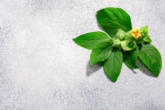 foglie di ashwagandha