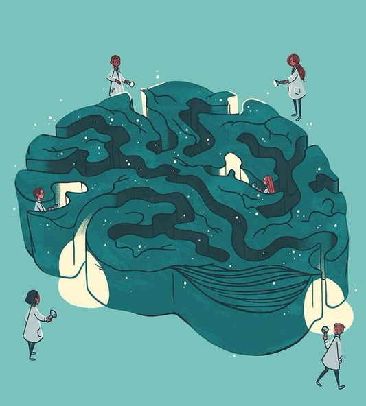 Bacopa monnieri: la pianta che rende il cervello più resistente, plastico e performante