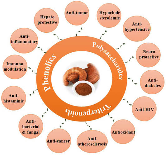 Ganoderma Lucidum: la scienza più recente e quello che puoi scoprire in farmacia
