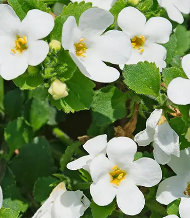 Bacopa monnieri: la pianta che rende il cervello più resistente, plastico e performante