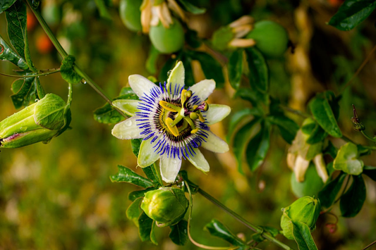 Astrumrem e Passiflora: quando il corpo deve imparare a “spegnersi” davvero