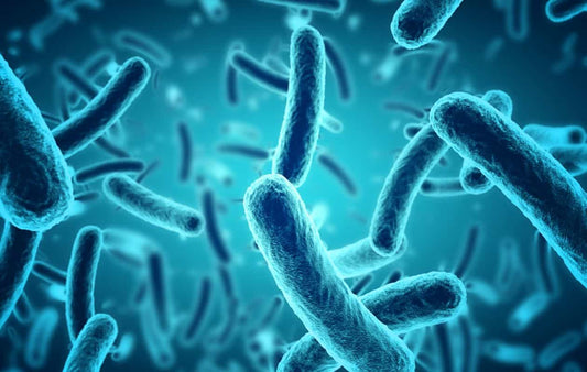 microbiota intestinale